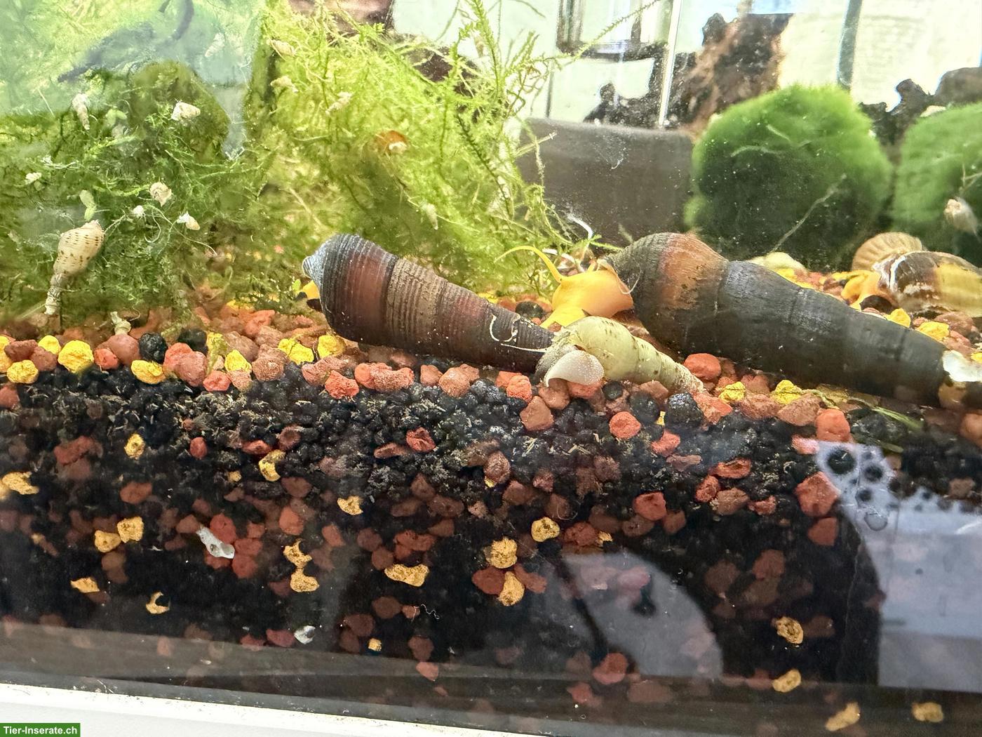 Orange Felsenschnecke (Tylomelania)