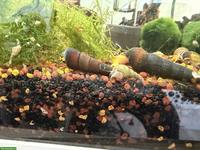 Orange Felsenschnecke (Tylomelania)