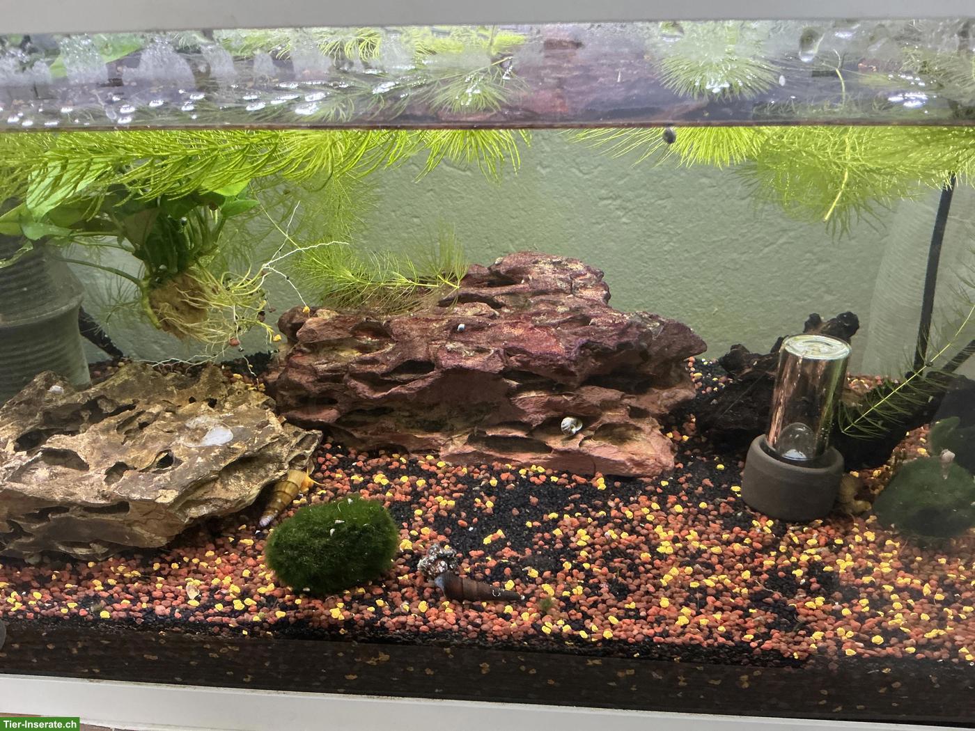 Bild 2: Orange Felsenschnecke (Tylomelania)