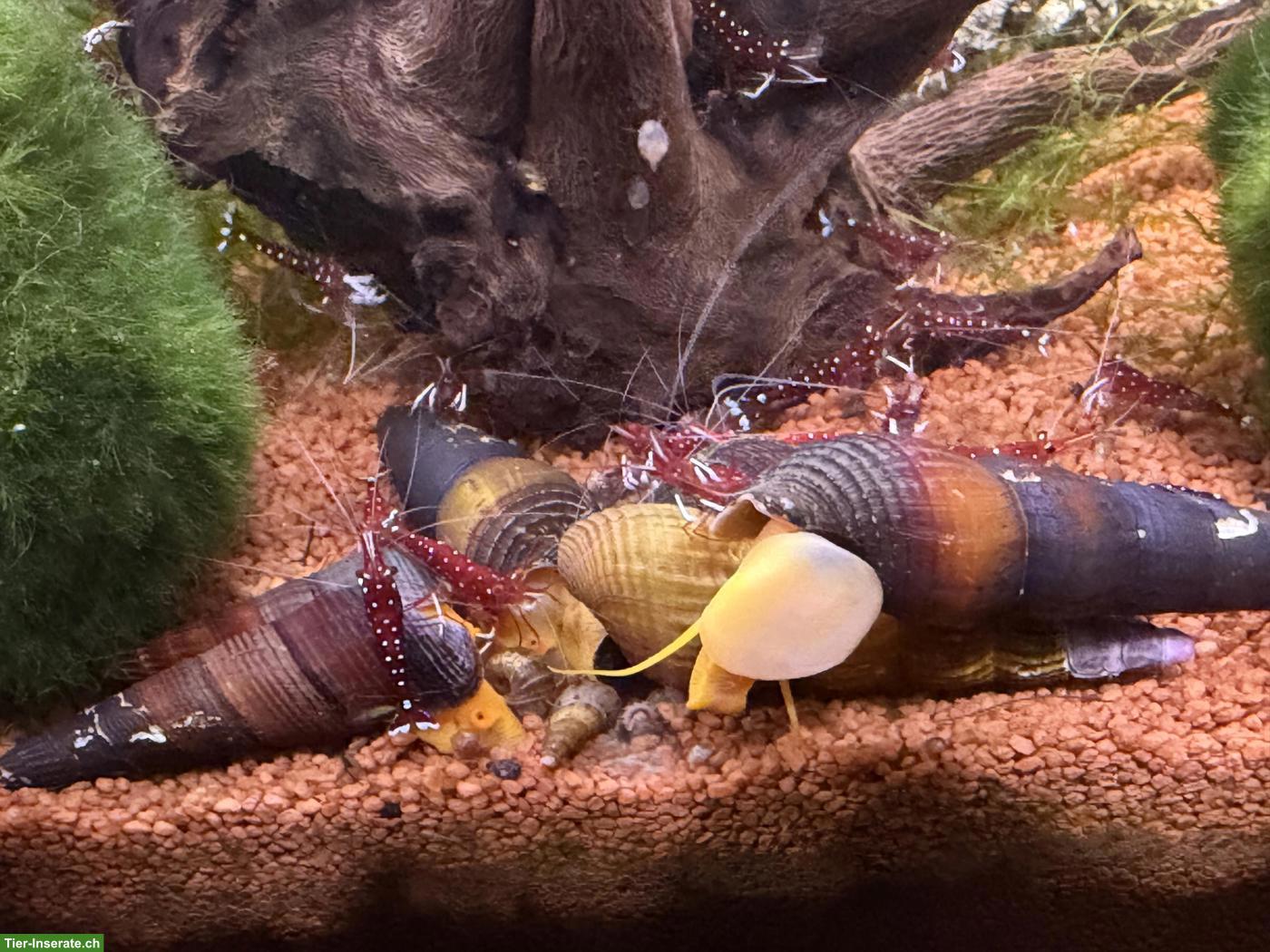 Bild 3: Kardinalsgarnelen (Caridina dennerli) abzugeben