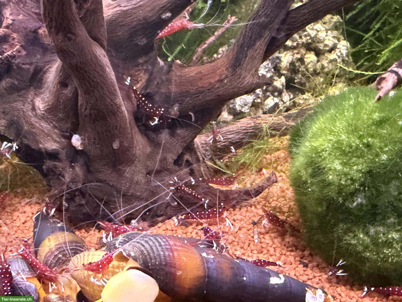 Bild 4: Kardinalsgarnelen (Caridina dennerli) abzugeben