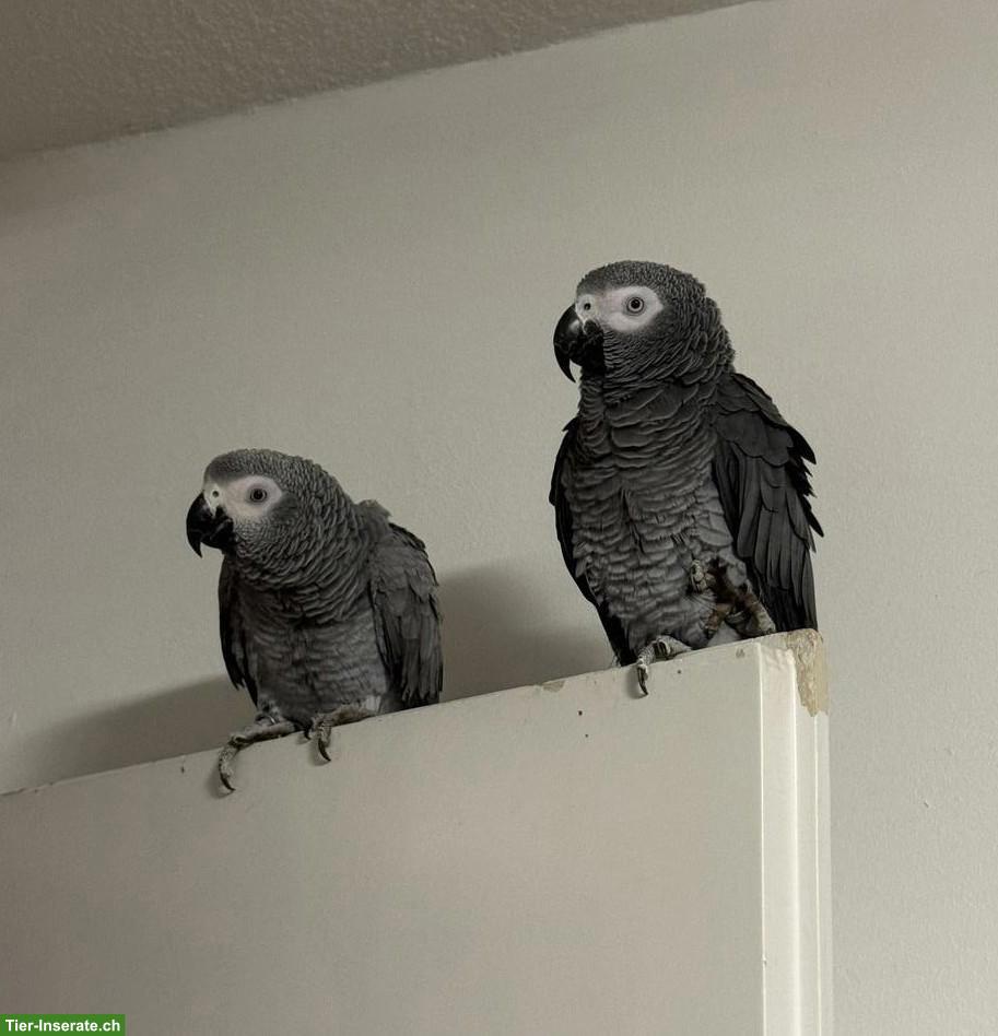 2 junge Graupapageien mit Käfig zu verkaufen