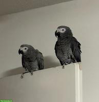 2 junge Graupapageien mit Käfig zu verkaufen