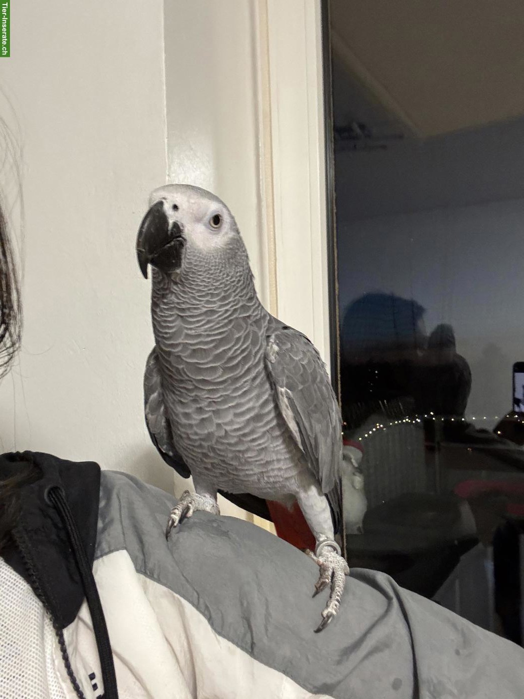 Bild 2: 2 junge Graupapageien mit Käfig zu verkaufen