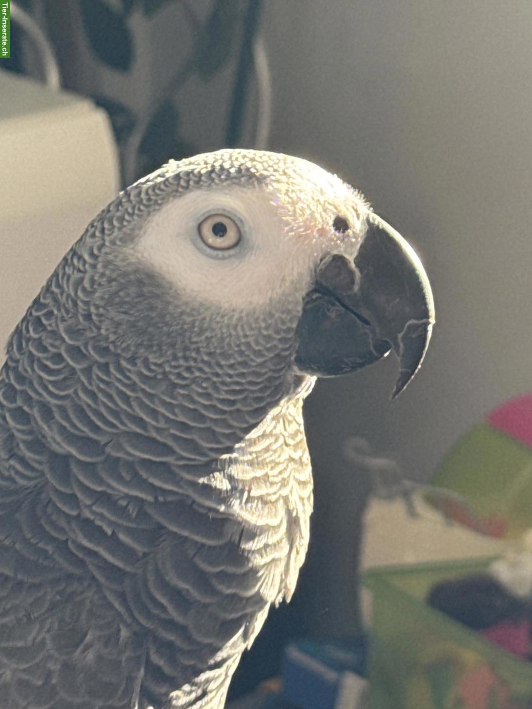 Bild 3: 2 junge Graupapageien mit Käfig zu verkaufen