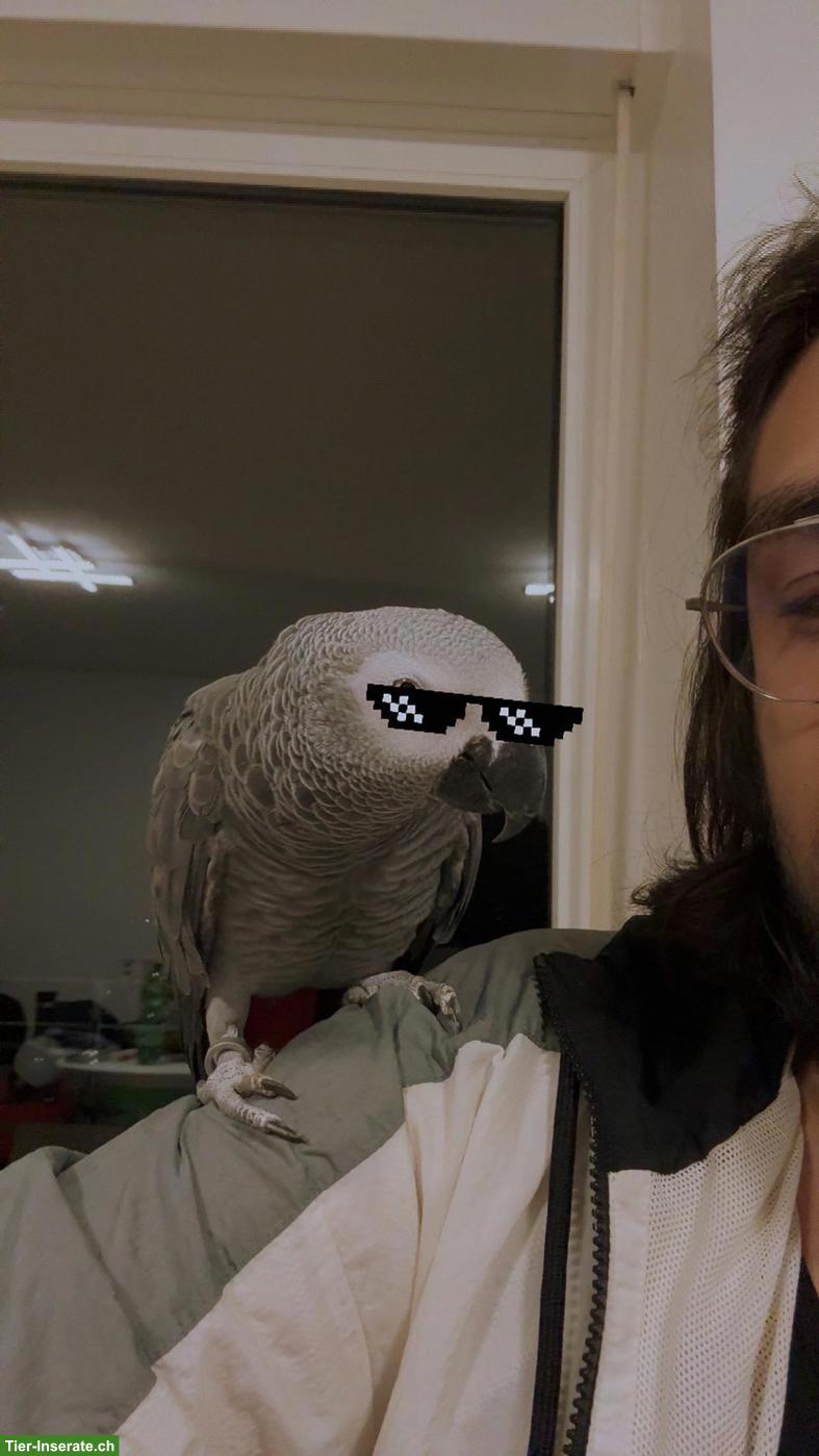 Bild 4: 2 junge Graupapageien mit Käfig zu verkaufen