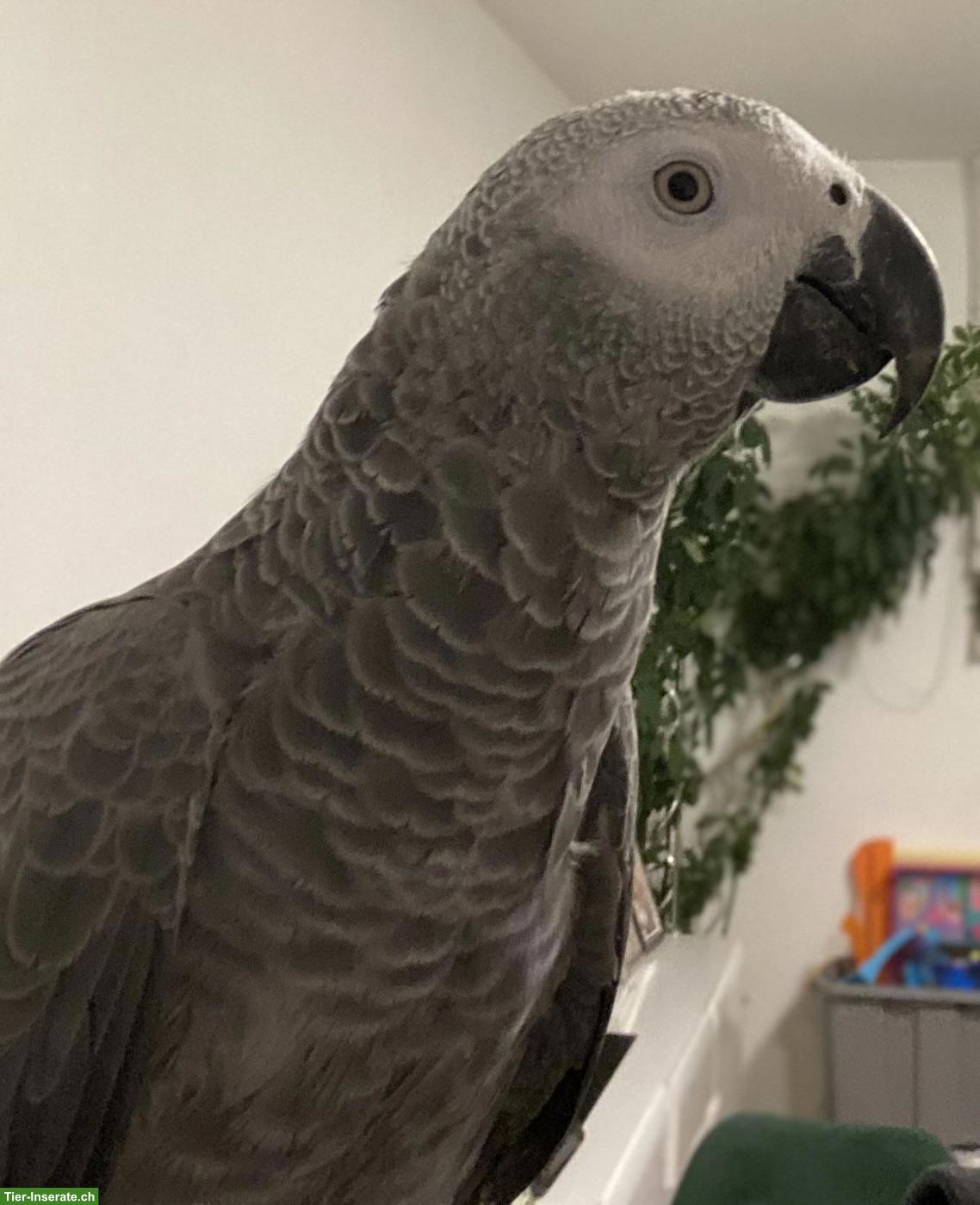 Bild 5: 2 junge Graupapageien mit Käfig zu verkaufen