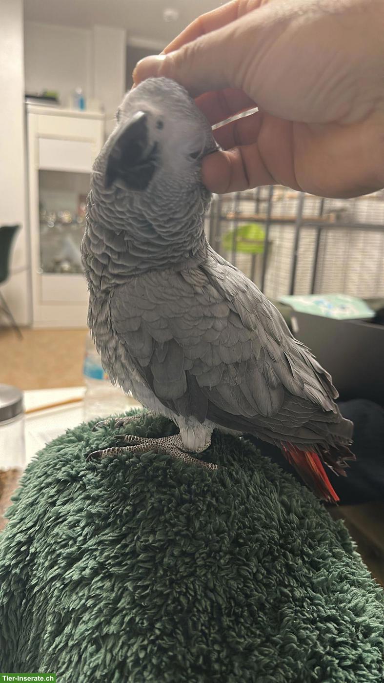 Bild 6: 2 junge Graupapageien mit Käfig zu verkaufen