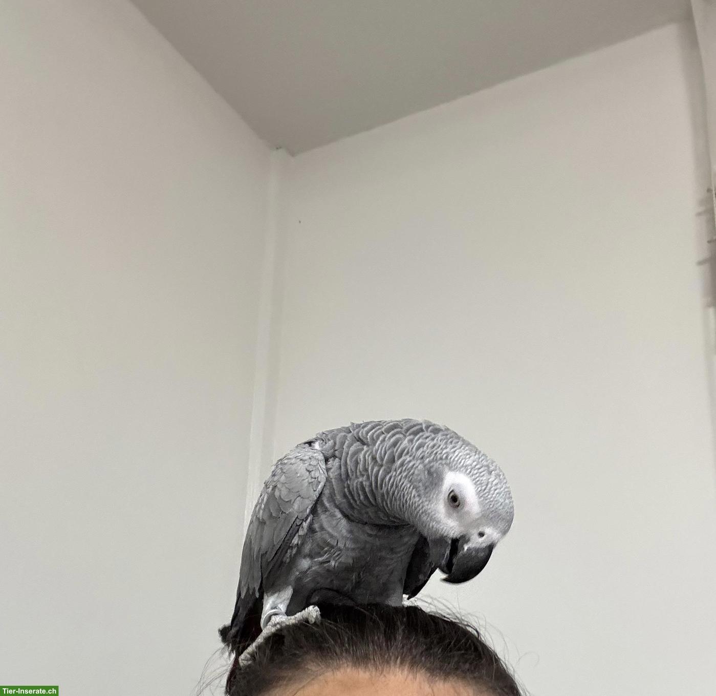 Bild 7: 2 junge Graupapageien mit Käfig zu verkaufen