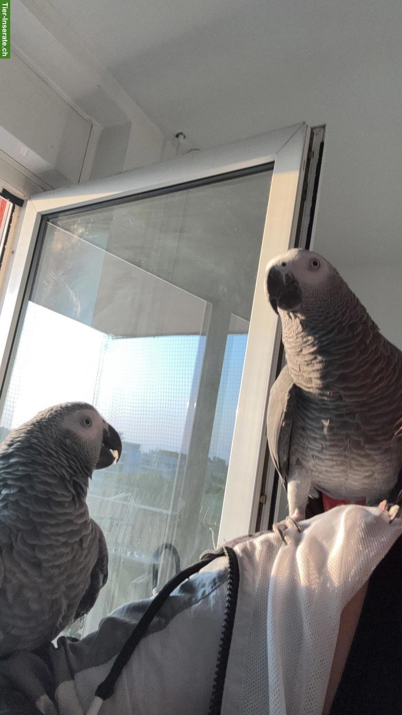 Bild 8: 2 junge Graupapageien mit Käfig zu verkaufen