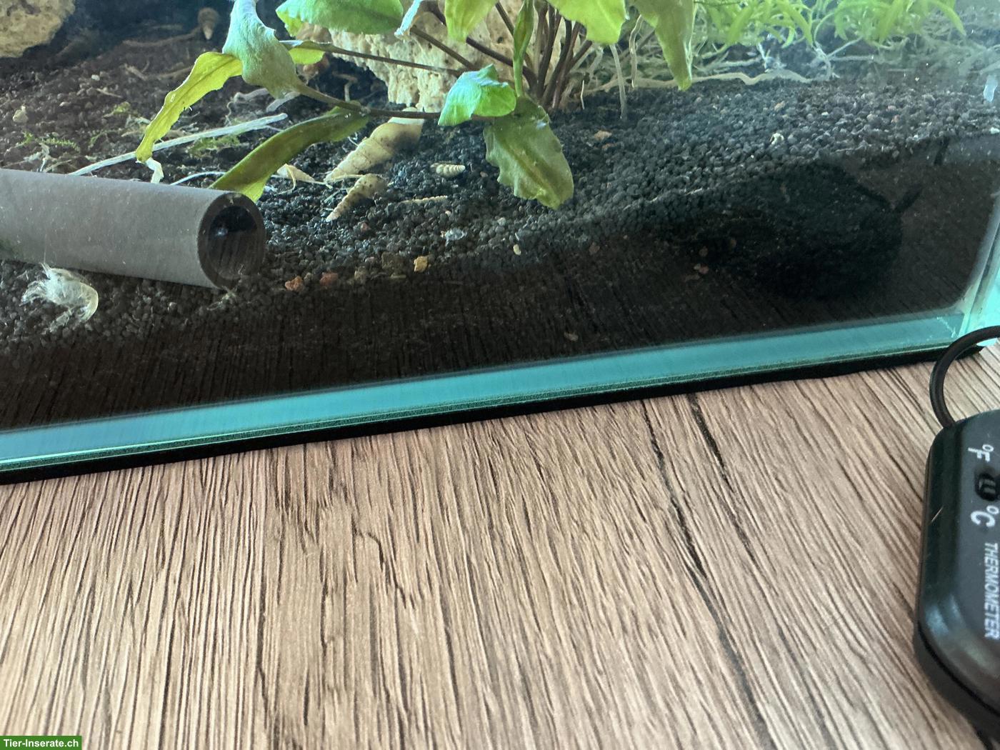 Turmdeckelschnecken abzugeben