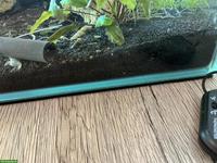 Turmdeckelschnecken abzugeben