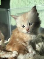 Main Coon Kitten, Kater, Red Silver Tabby