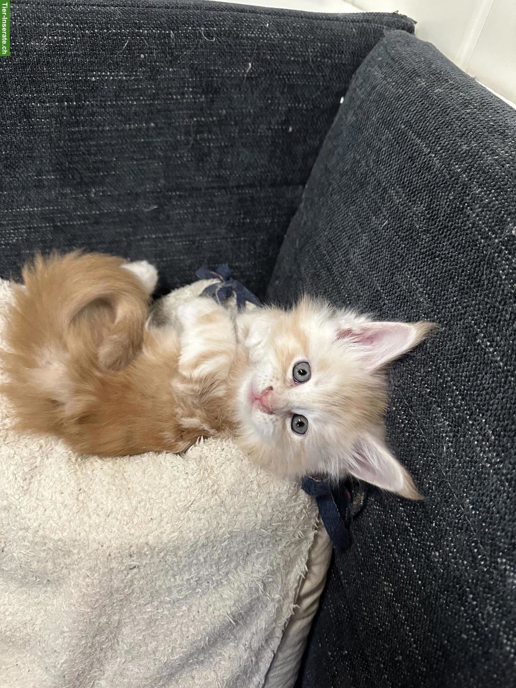 Bild 2: Main Coon Kitten, Kater, Red Silver Tabby