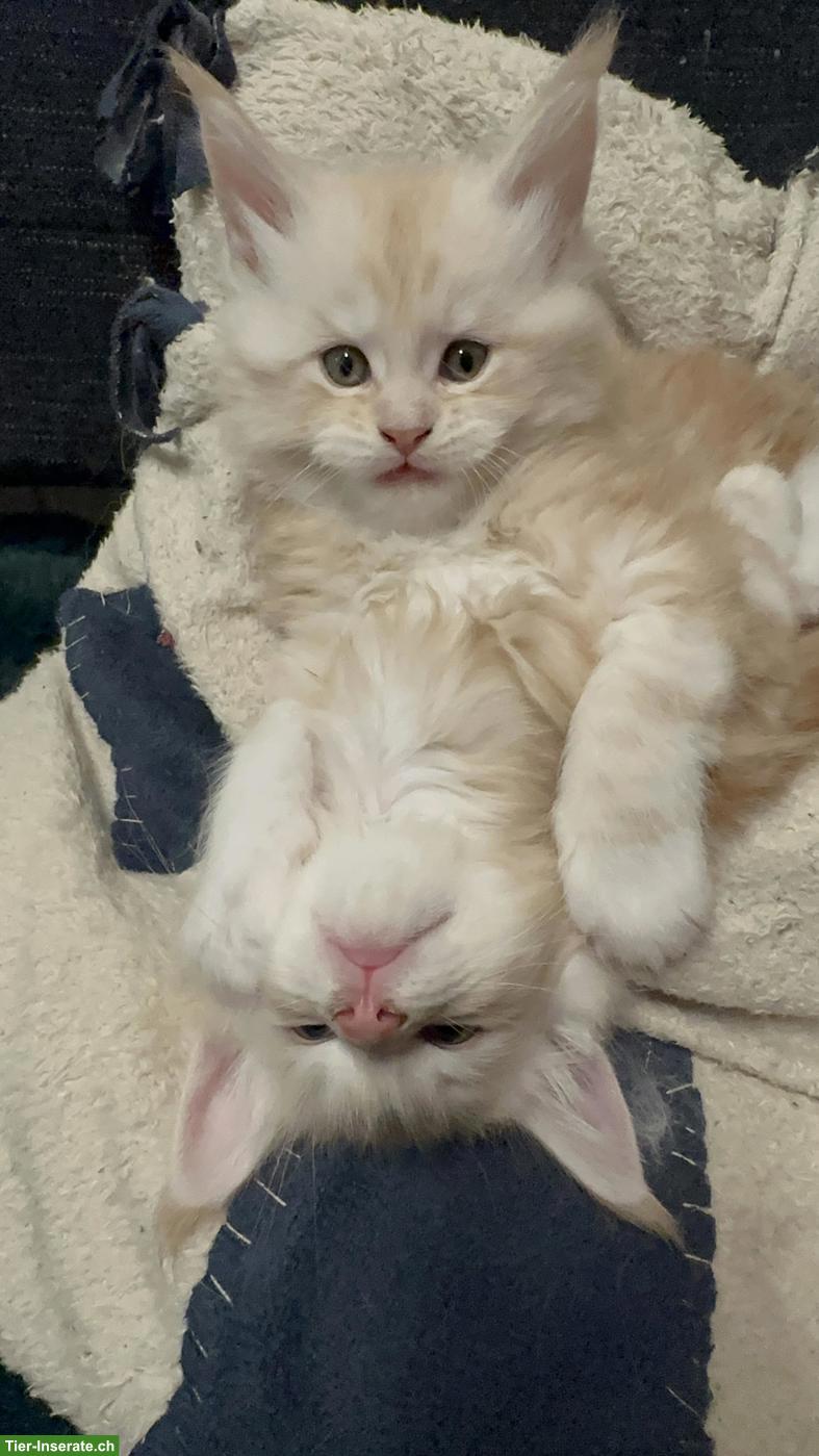 Bild 3: Main Coon Kitten, Kater, Red Silver Tabby