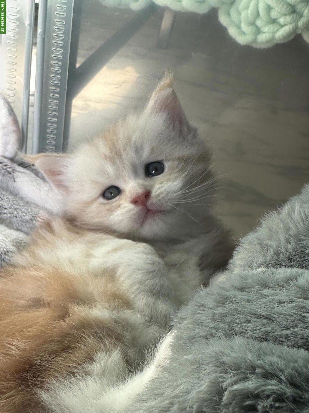 Bild 4: Main Coon Kitten, Kater, Red Silver Tabby