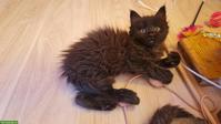 Maine Coon Mix Kitten, Kater