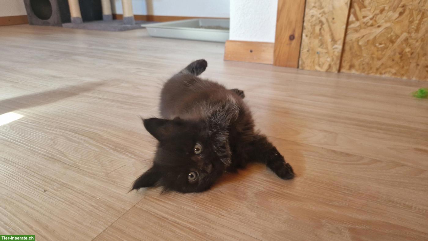 Bild 2: Maine Coon Mix Kitten, Kater