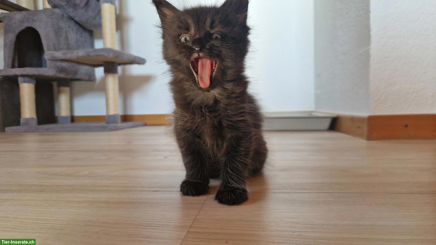 Bild 3: Maine Coon Mix Kitten, Kater