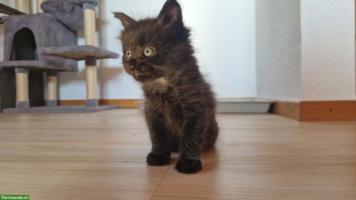 Bild 4: Maine Coon Mix Kitten, Kater