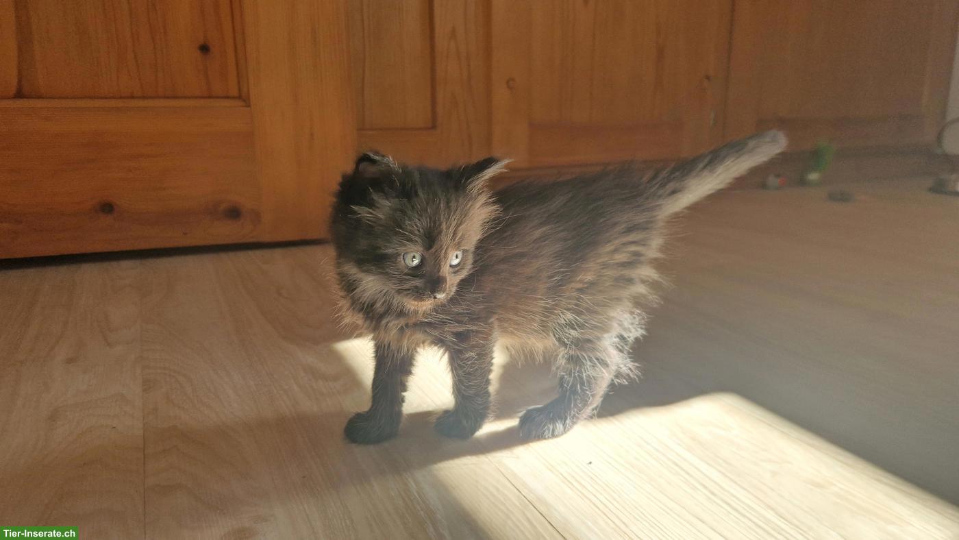 Bild 5: Maine Coon Mix Kitten, Kater