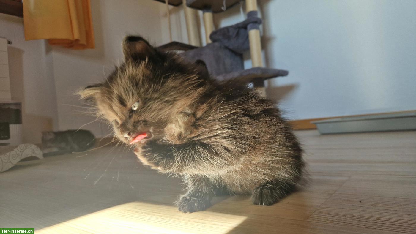 Bild 6: Maine Coon Mix Kitten, Kater