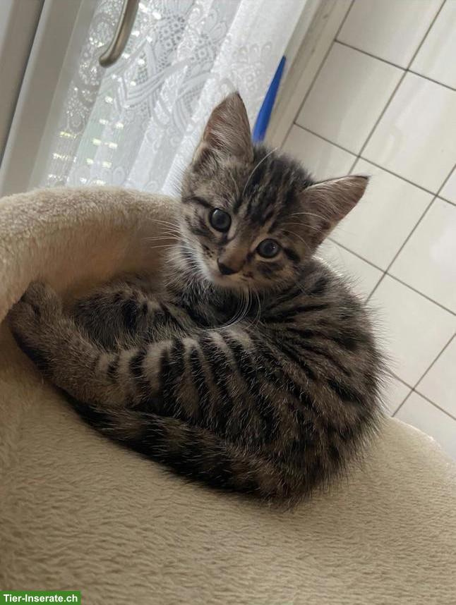 Suchen 2 Babykätzchen (getigert)