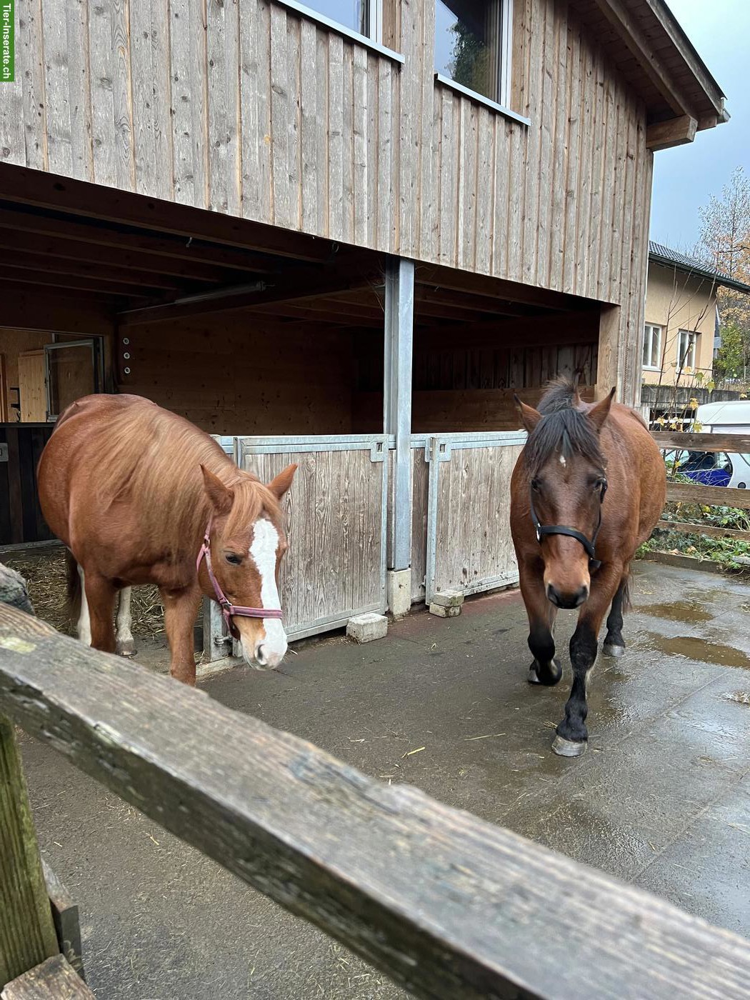 Reitbeteiligung und/oder Fahrbeteiligung in Au ZH