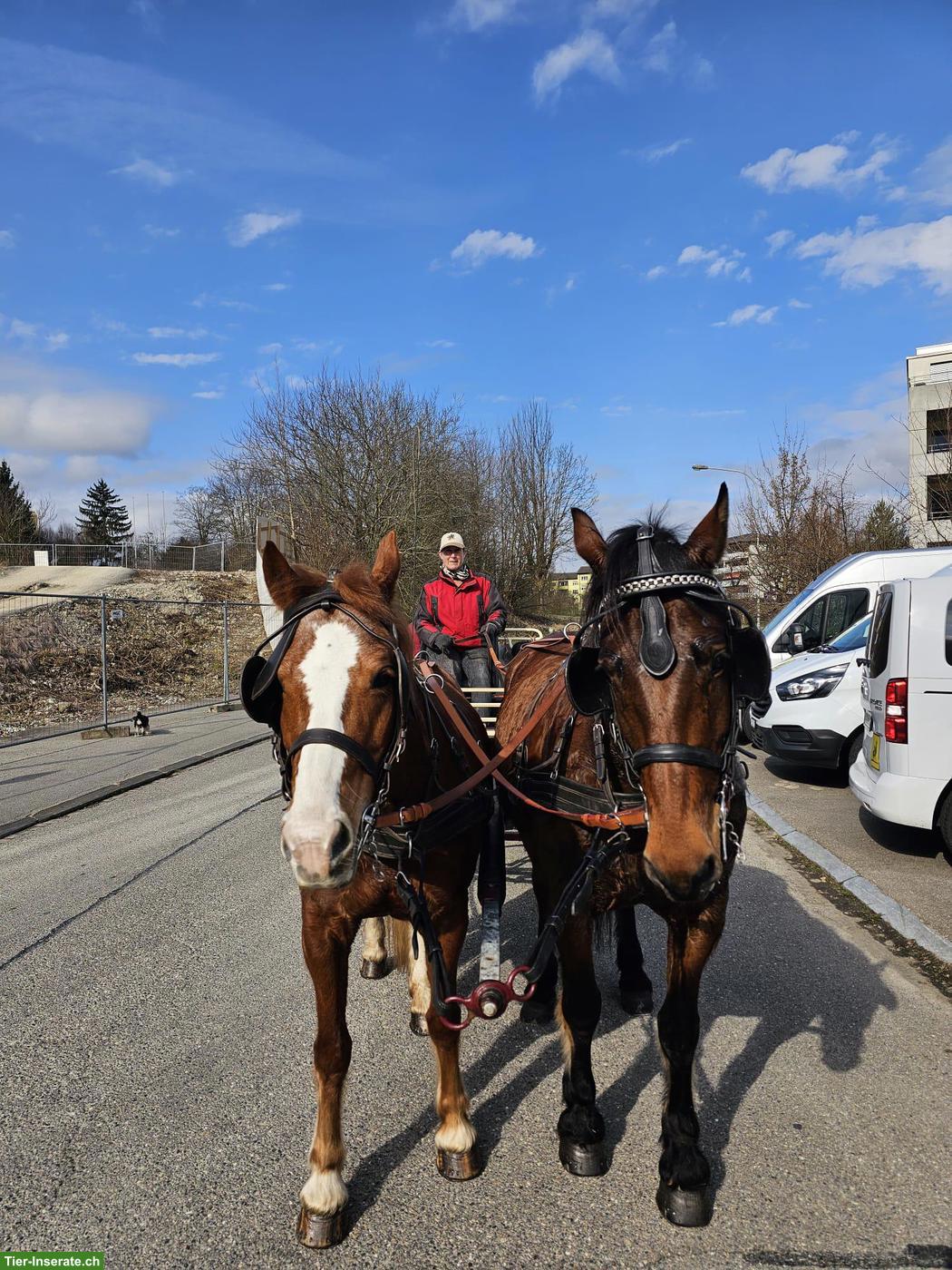 Bild 2: Reitbeteiligung und/oder Fahrbeteiligung in Au ZH