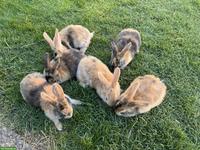 Junge süsse Kaninchen abzugeben