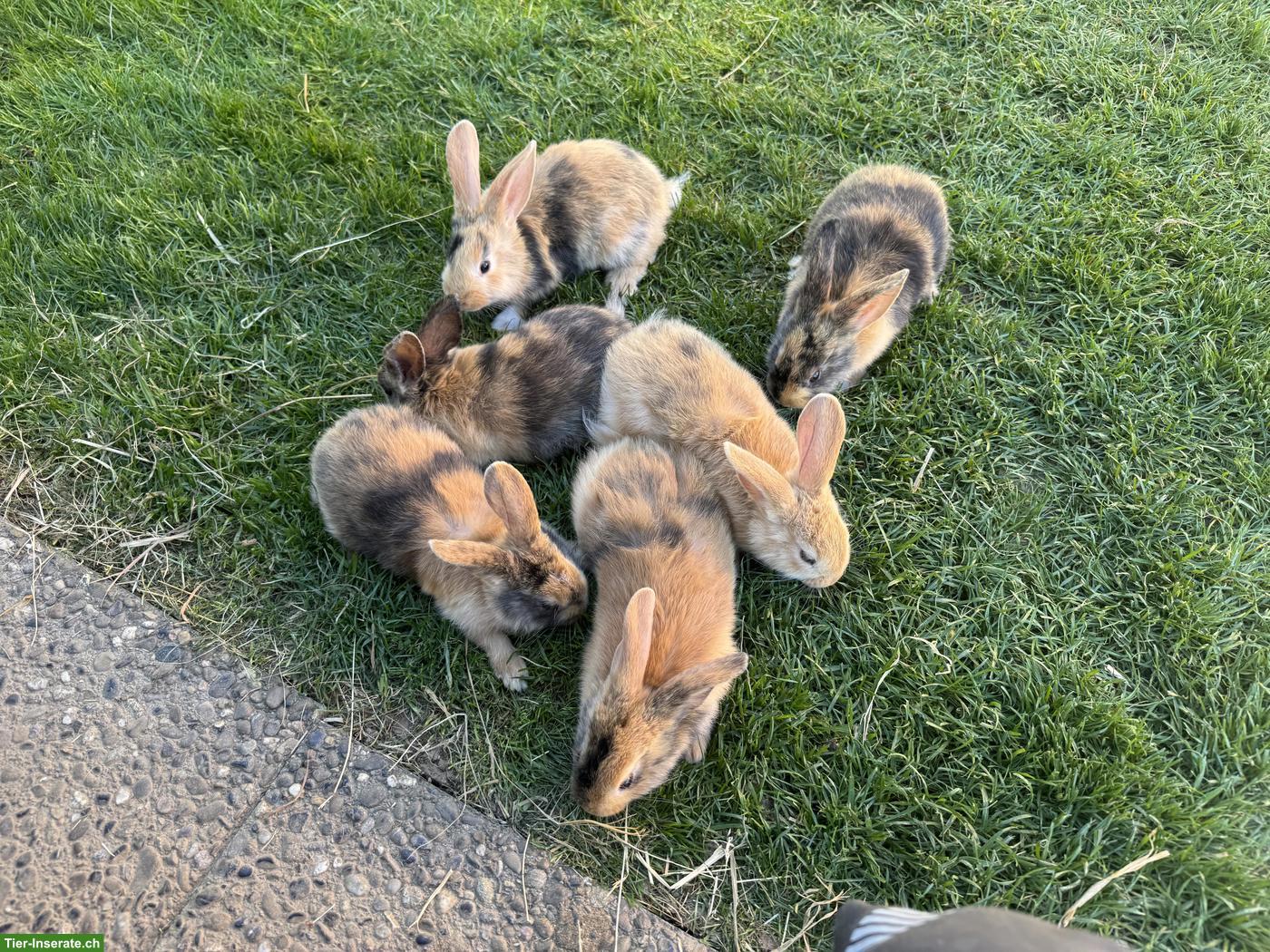 Bild 2: Junge süsse Kaninchen abzugeben