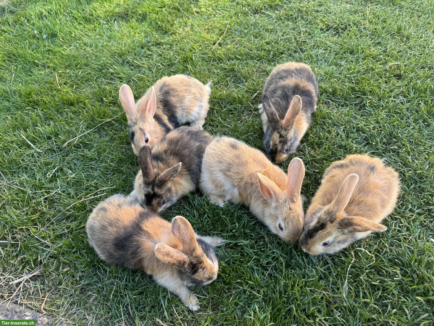 Bild 3: Junge süsse Kaninchen abzugeben