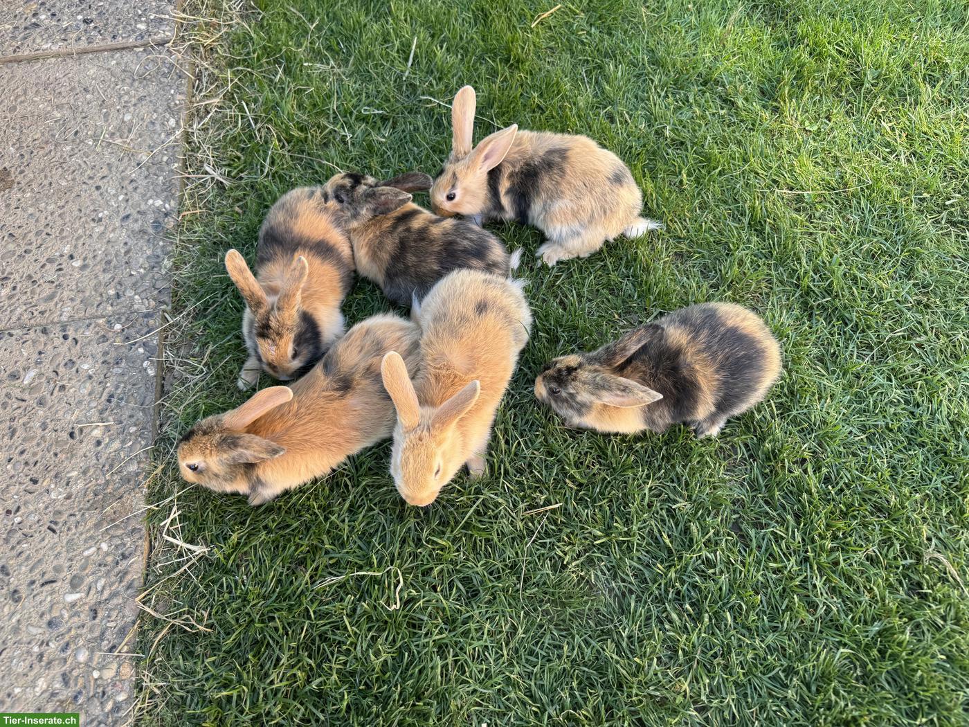 Bild 4: Junge süsse Kaninchen abzugeben