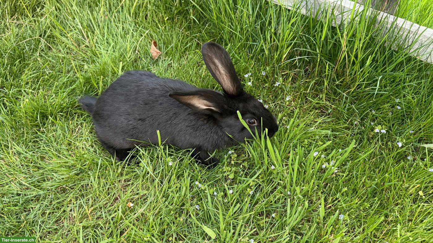 Bild 5: Junge süsse Kaninchen abzugeben