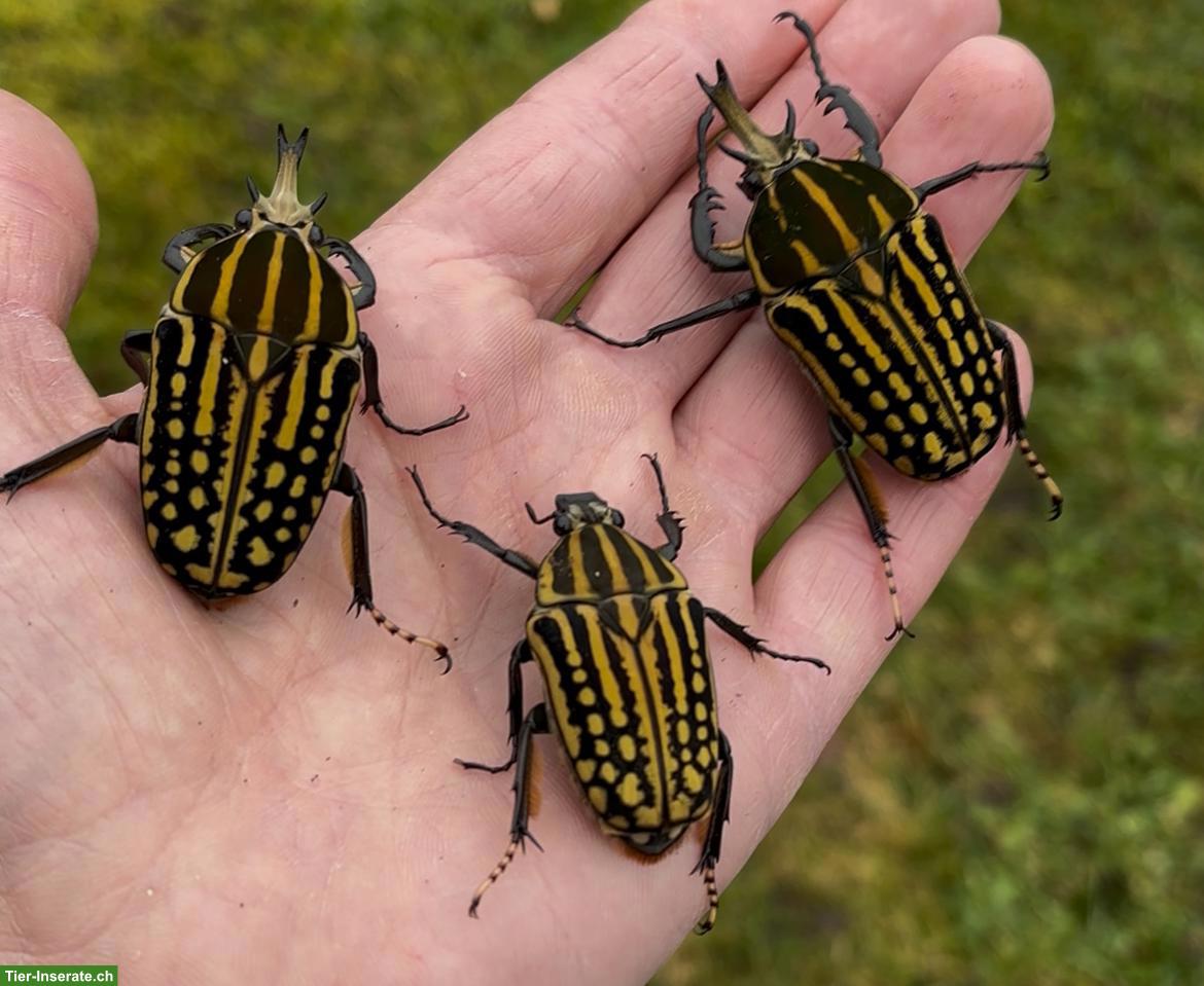 Rosenkäfer (Mecynorhina romyae) Larven
