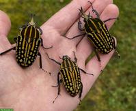 Rosenkäfer (Mecynorhina romyae) Larven