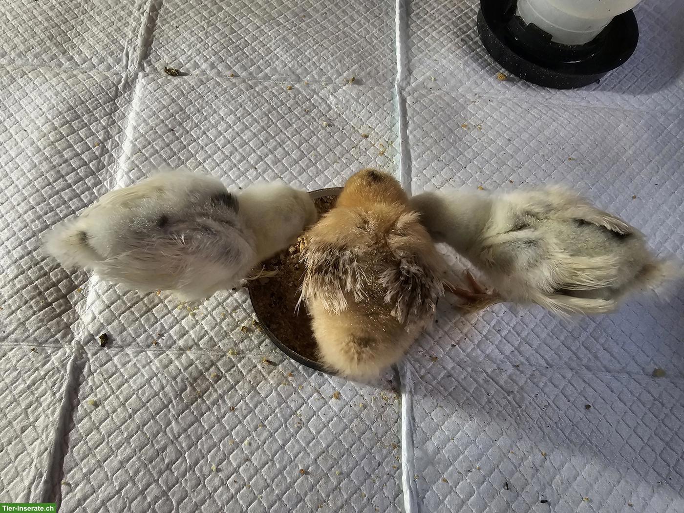 2 Küken (Seidenhuhn Gross), weiss-schwarz gefleckt + 1 braun