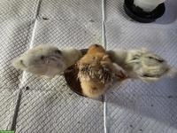 2 Küken (Seidenhuhn Gross), weiss-schwarz gefleckt + 1 braun