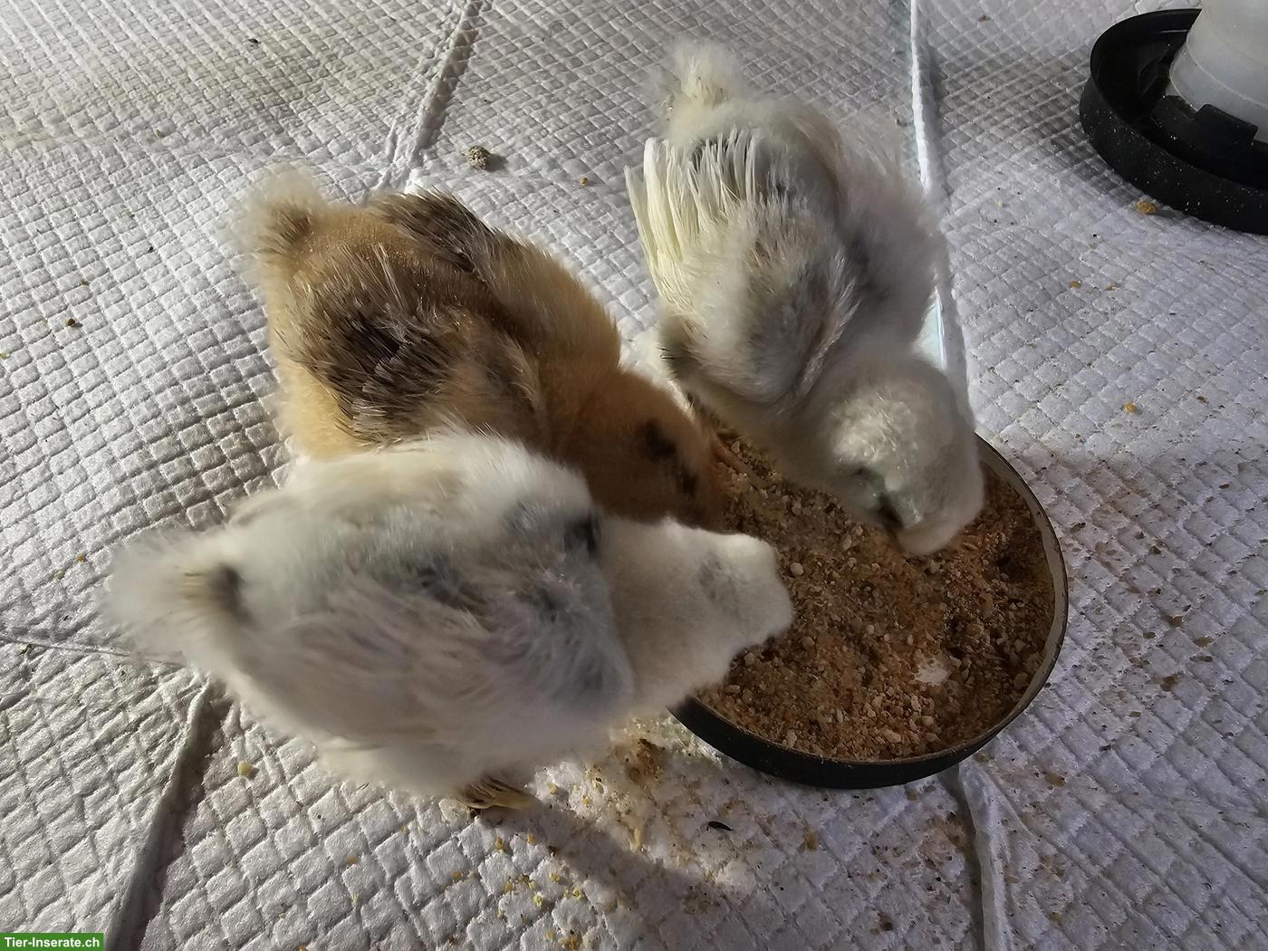 Bild 2: 2 Küken (Seidenhuhn Gross), weiss-schwarz gefleckt + 1 braun