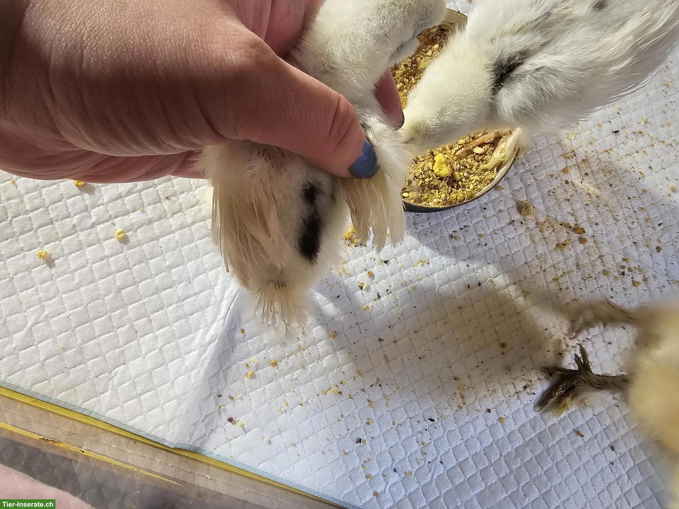 Bild 3: 2 Küken (Seidenhuhn Gross), weiss-schwarz gefleckt + 1 braun