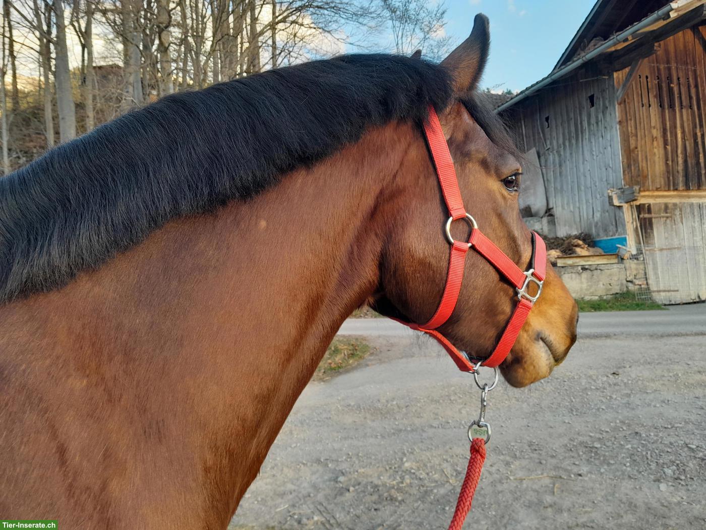 Bild 2: Pflege- oder Reitbeteiligung im Diemtigtal BE