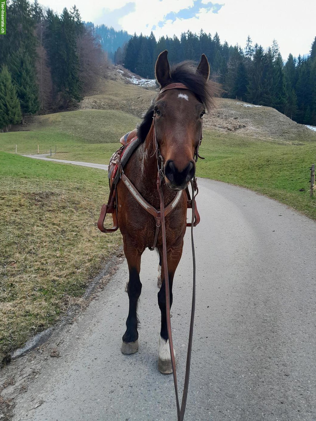 Bild 3: Pflege- oder Reitbeteiligung im Diemtigtal BE