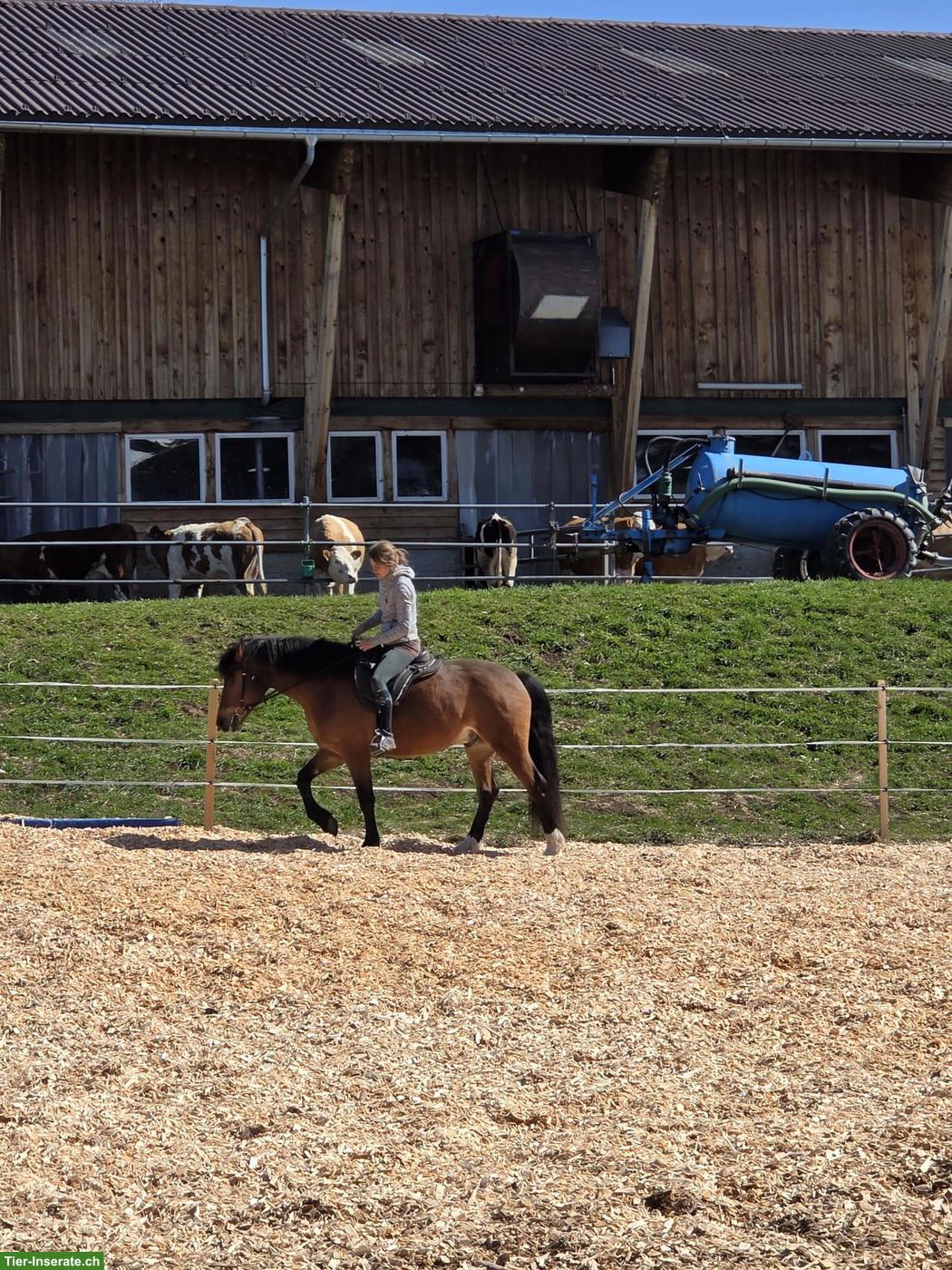 Bild 4: Pflege- oder Reitbeteiligung im Diemtigtal BE