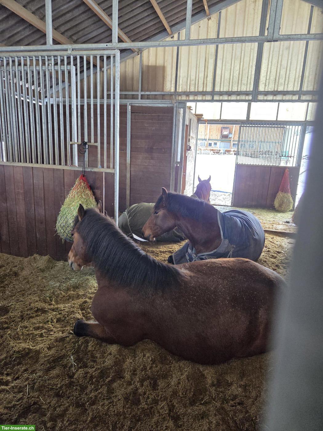 Bild 5: Pflege- oder Reitbeteiligung im Diemtigtal BE