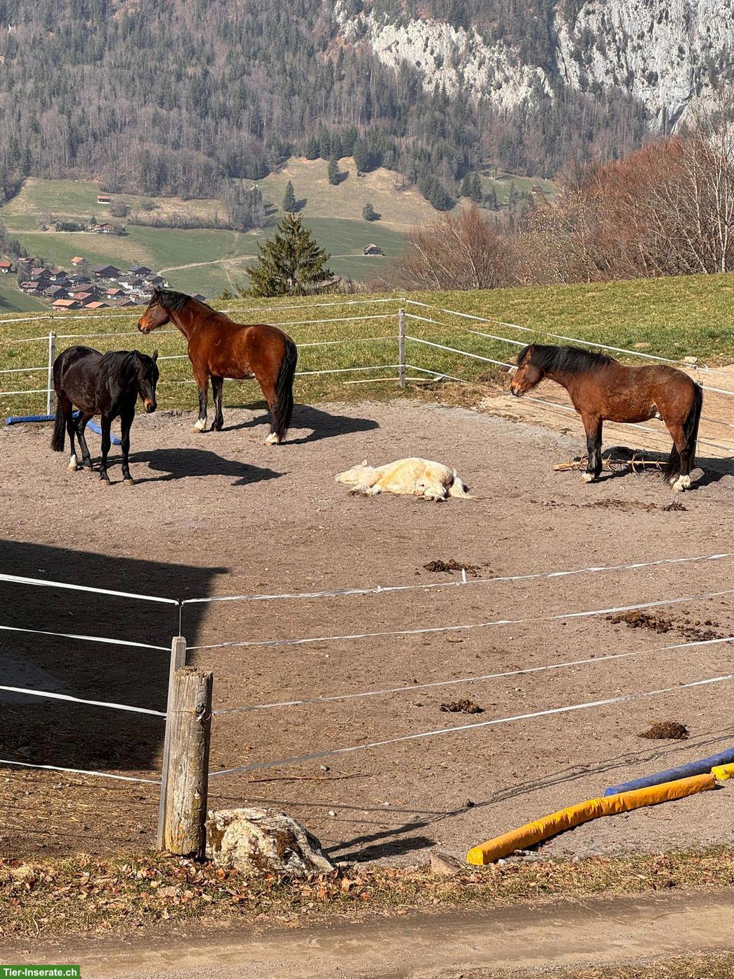 Bild 6: Pflege- oder Reitbeteiligung im Diemtigtal BE