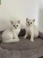 BKH Kitten mit Stammbaum