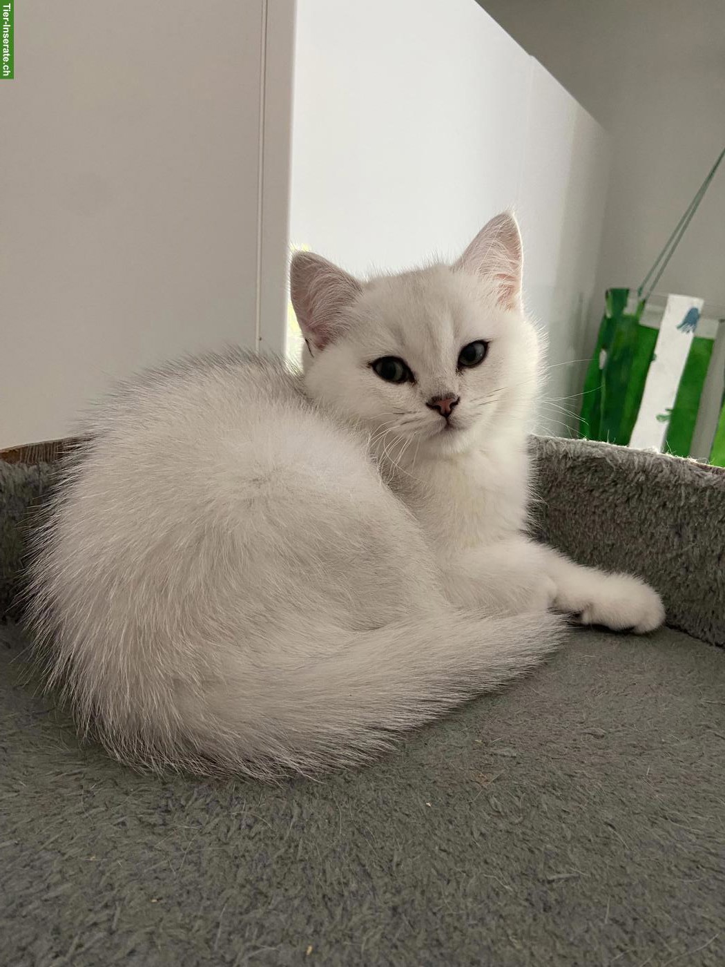 Bild 3: BKH Kitten mit Stammbaum