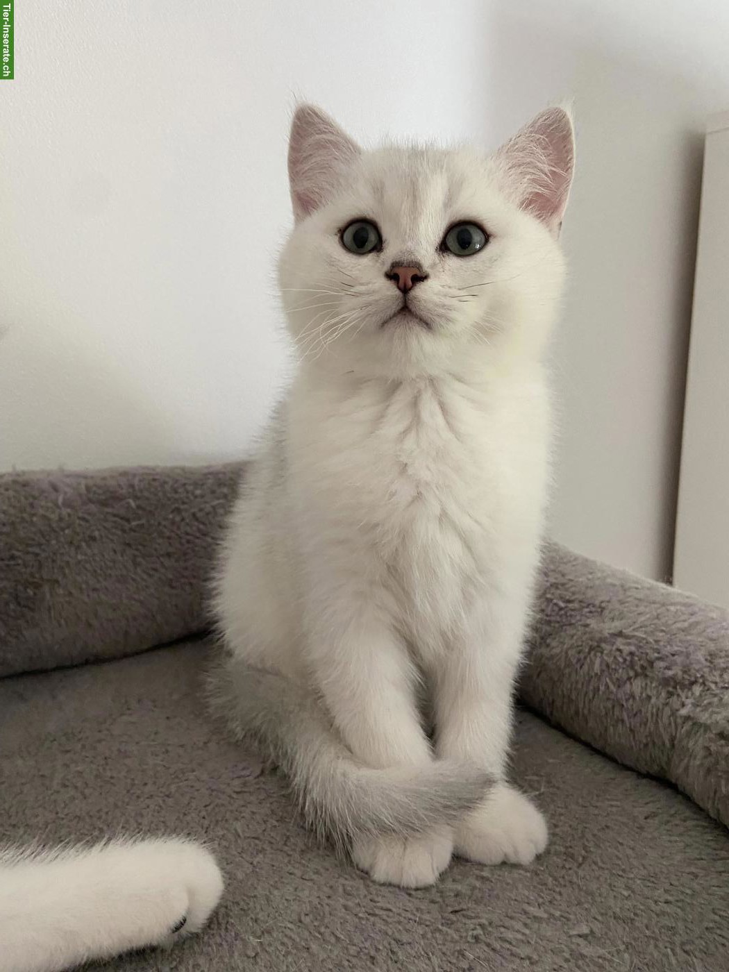 Bild 4: BKH Kitten mit Stammbaum