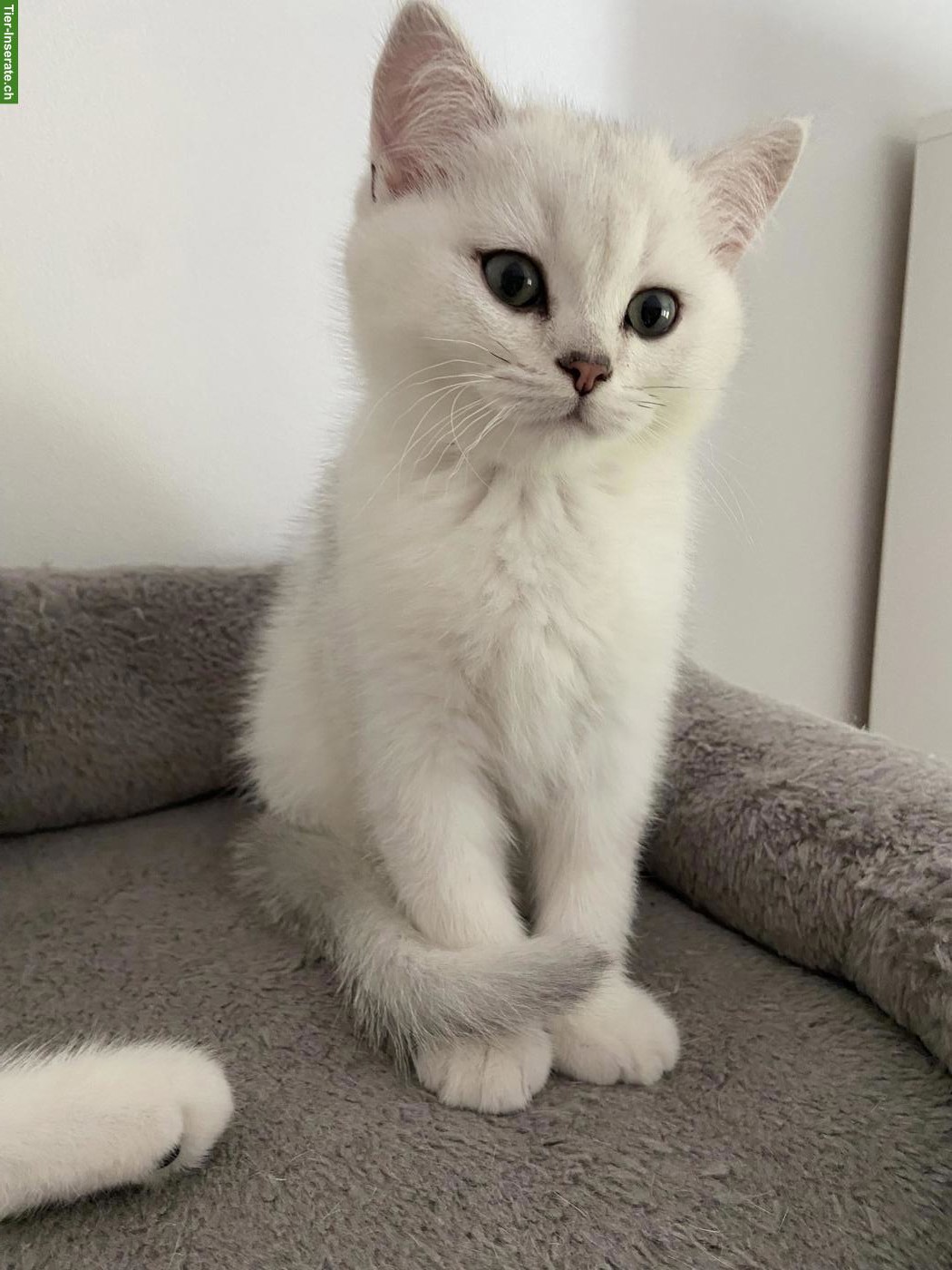 Bild 5: BKH Kitten mit Stammbaum