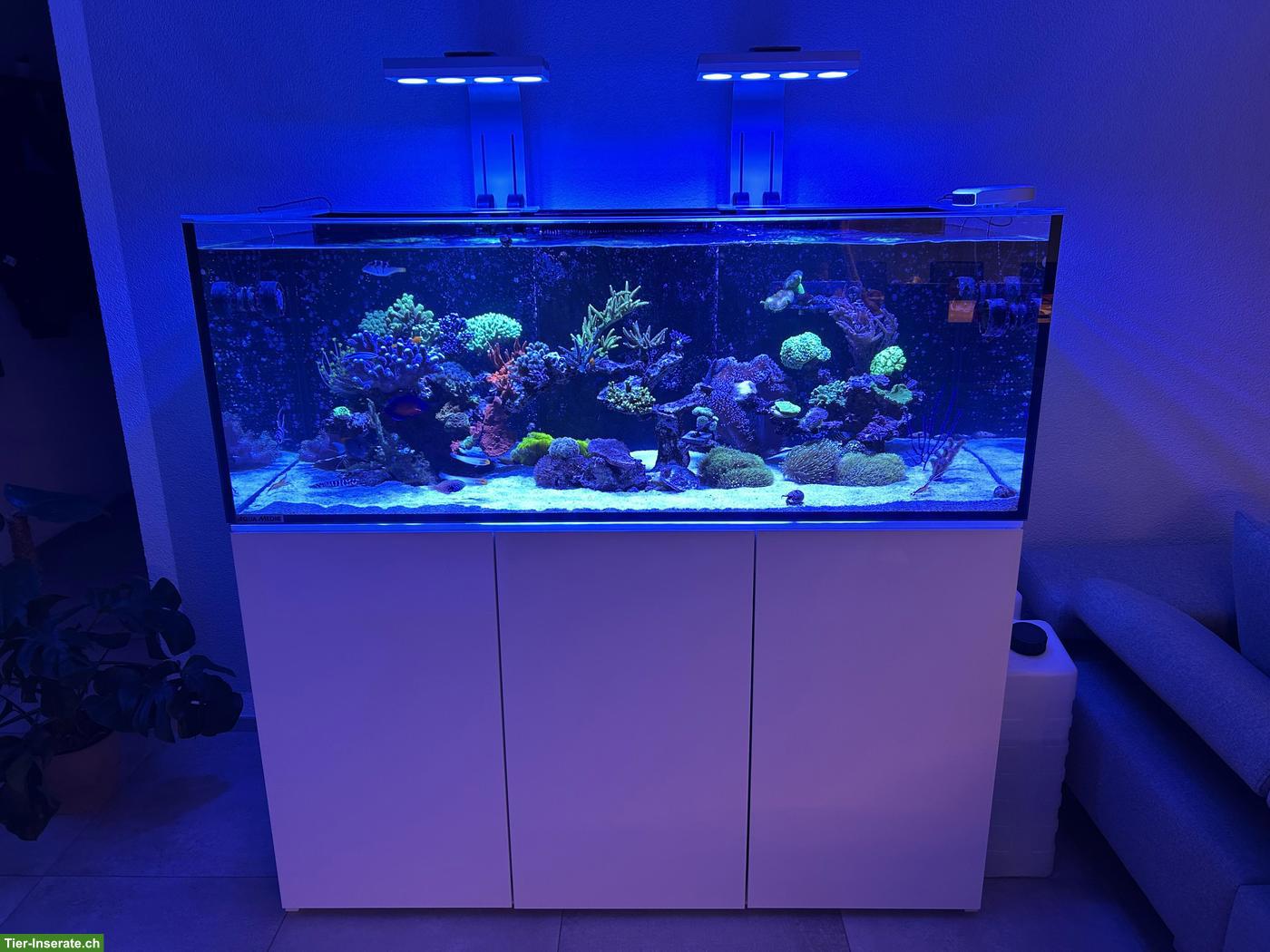 Meerwasseraquarium Aqua Medic Komplettset zu verkaufen